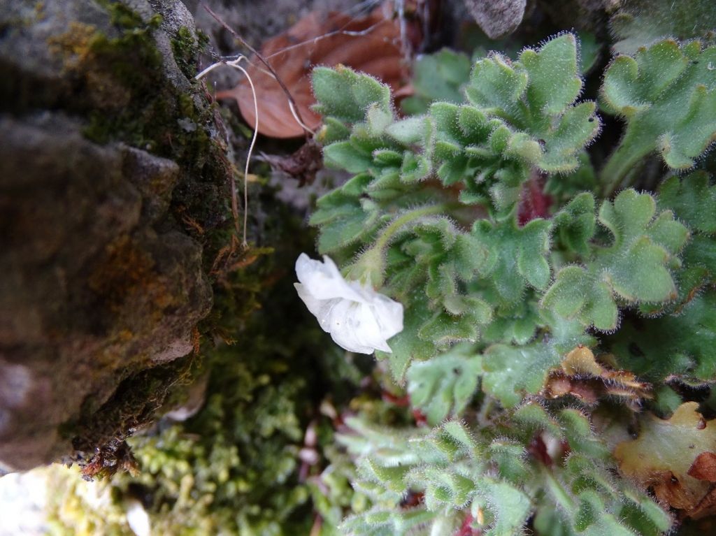 Saxifraga petraea / Sassifraga dei muri